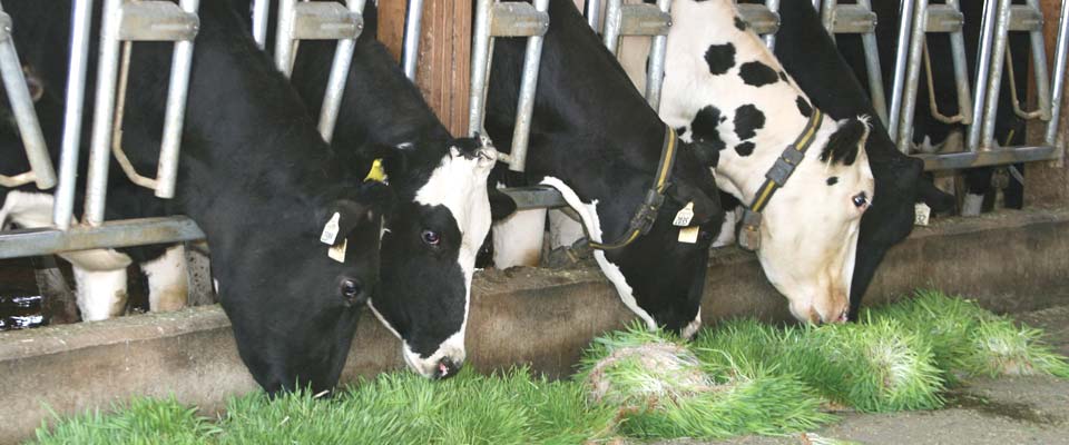 Healthy feed for livestock
